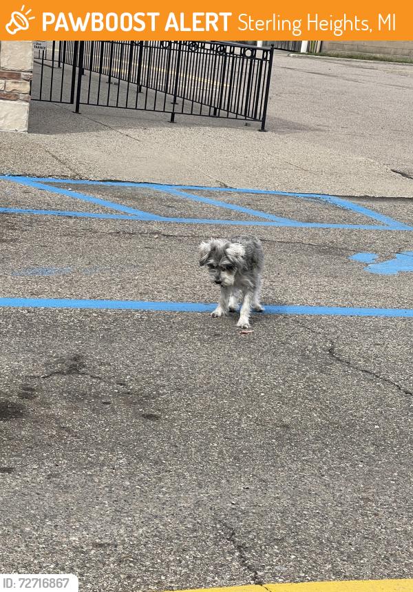 Found/Stray Male Dog last seen New York Deli, Sterling Heights, MI 48312