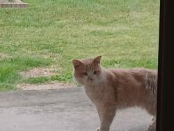 Found/Stray Unknown Cat last seen Bungalow Neighborhood between Hunter's Crossing & Foothills Mall Dr, Maryville, TN 37801