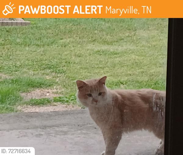 Found/Stray Unknown Cat last seen Bungalow Neighborhood between Hunter's Crossing & Foothills Mall Dr, Maryville, TN 37801