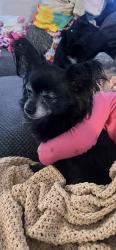 Lost Male Dog last seen 120th ave and Huron, Northglenn, CO 80234