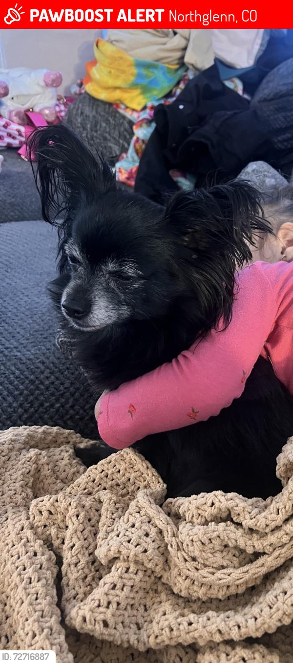 Lost Male Dog last seen 120th ave and Huron, Northglenn, CO 80234
