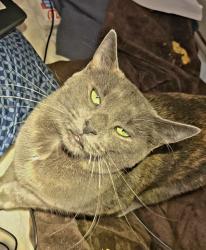 Lost Female Cat last seen Cardinal Drive and Fernwood Street, McMinnville, TN 37110