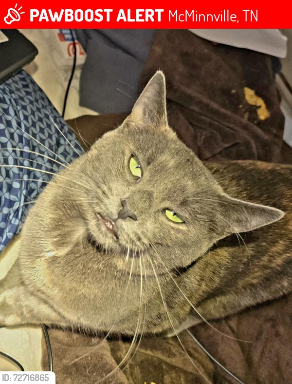 Lost Female Cat last seen Cardinal Drive and Fernwood Street, McMinnville, TN 37110