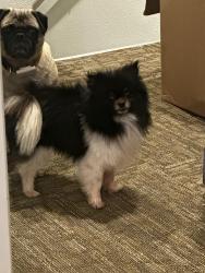 Lost Female Dog last seen E Myrtle & Ogden St, San Antonio, TX 78212