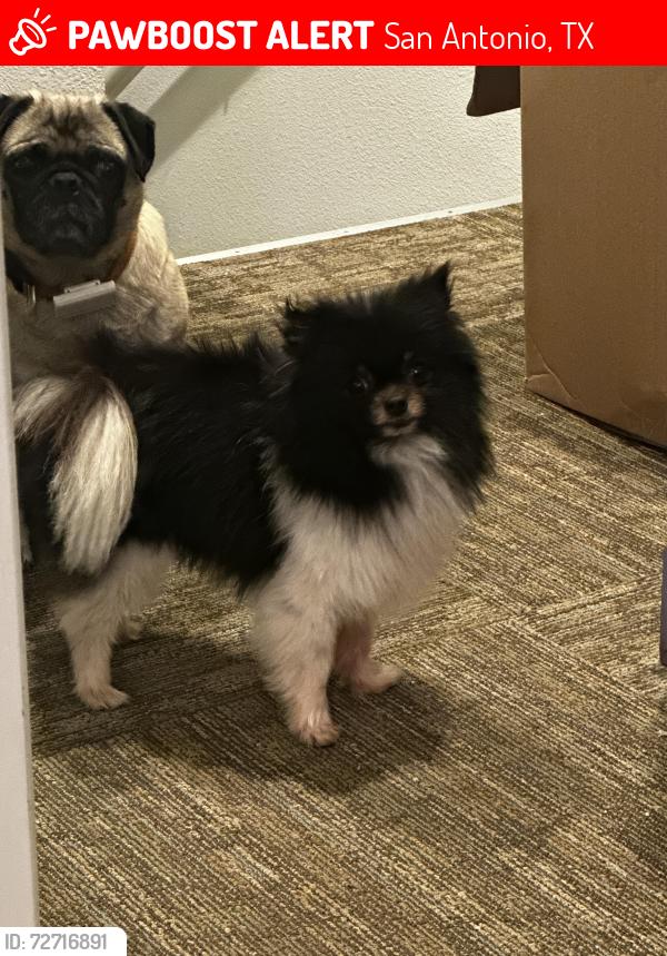 Lost Female Dog last seen E Myrtle & Ogden St, San Antonio, TX 78212