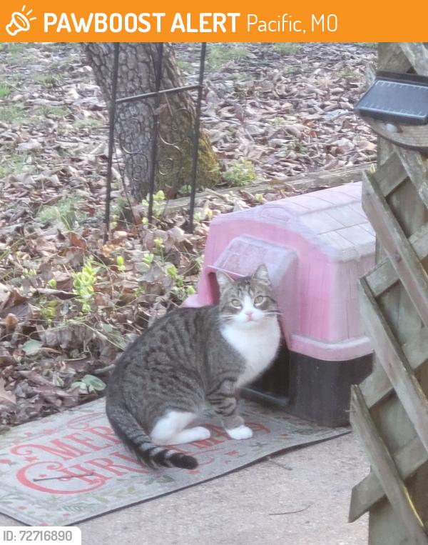 Found/Stray Female Cat last seen Tiny Ridge Way, Pacific, MO 63069