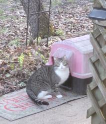Found/Stray Female Cat last seen Tiny Ridge Way, Pacific, MO 63069