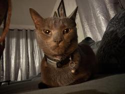 Lost Female Cat last seen Fort Lauderdale country club, Plantation, FL 33317