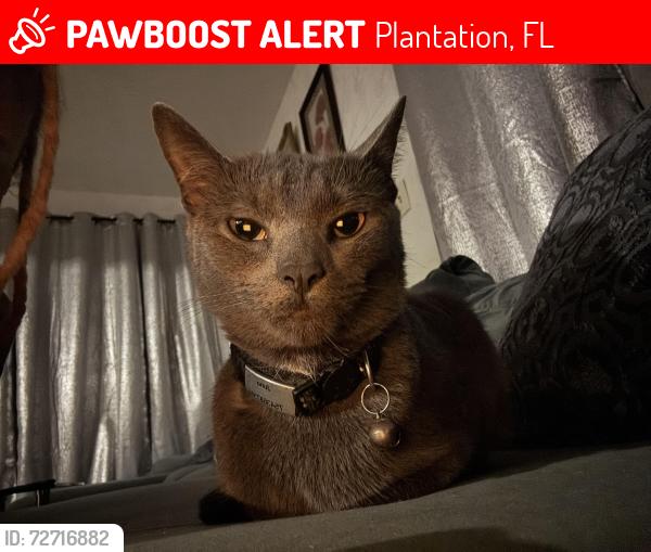 Lost Female Cat last seen Fort Lauderdale country club, Plantation, FL 33317