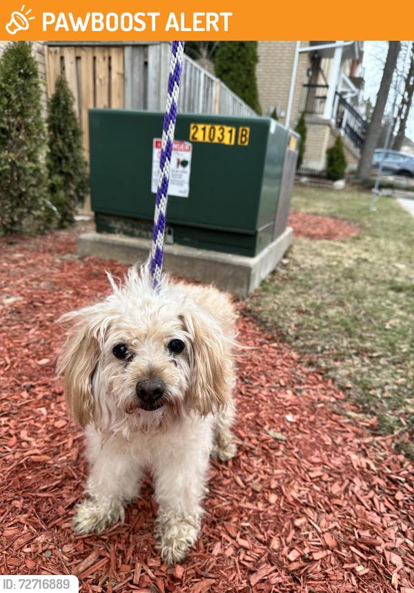 Found/Stray Unknown Dog last seen Creditview and Britannia , Mississauga, ON L5V 2K4