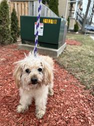 Found/Stray Unknown Dog last seen Creditview and Britannia , Mississauga, ON L5V 2K4