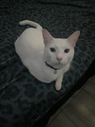 Lost Male Cat last seen Hiwassee road, Orlando, FL 32818