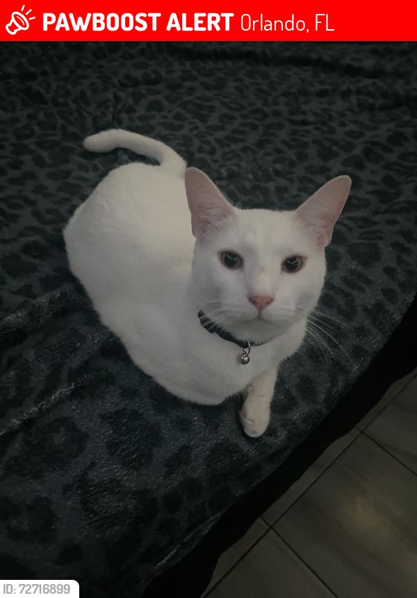 Lost Male Cat last seen Hiwassee road, Orlando, FL 32818