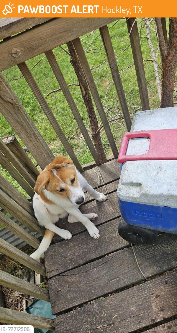 Found/Stray Male Dog last seen dead end street we are at the end of the streetglenwood blvd off nichols sawmill, Hockley, TX 77447