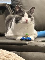 Lost Male Cat last seen Countryside and Lunar to our  West and East. Closest major road is Kale st NE, Salem, OR 97305