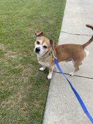 Found/Stray Male Dog last seen Market of Marion , Ocala, FL 34471
