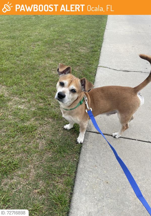 Found/Stray Male Dog last seen Market of Marion , Ocala, FL 34471
