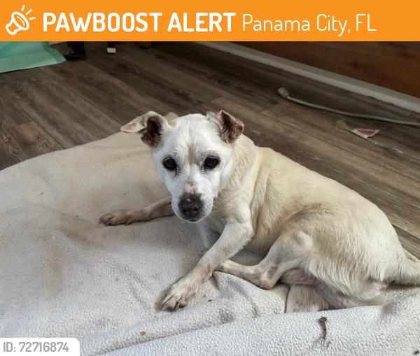 Found/Stray Male Dog last seen 16th and Michigan, panama city, FL, Panama City, FL 32405