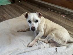 Found/Stray Male Dog last seen 16th and Michigan, panama city, FL, Panama City, FL 32405