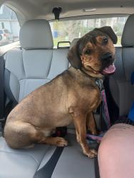 Found/Stray Female Dog last seen Wilmot Dr. and Buck Jones Road, Raleigh, NC 27607