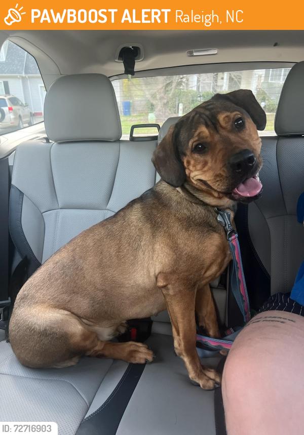 Found/Stray Female Dog last seen Wilmot Dr. and Buck Jones Road, Raleigh, NC 27607