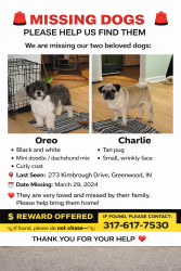Lost Male Dog last seen Kimbrough Dr greenwood IN 46143, Greenwood, IN 46142