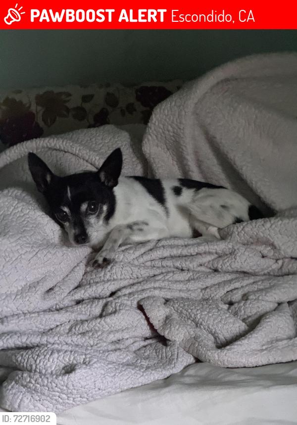 Lost Male Dog last seen 9th Avenue and Redwood Street, Escondido, CA 92025