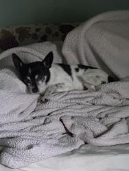 Lost Male Dog last seen 9th Avenue and Redwood Street, Escondido, CA 92025