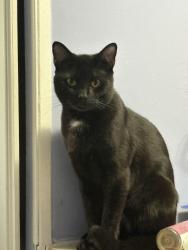 Lost Male Cat last seen Remer Regan rd, Lexington, NC 27292