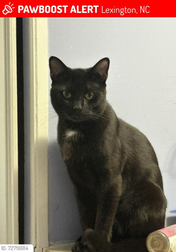 Lost Male Cat last seen Remer Regan rd, Lexington, NC 27292