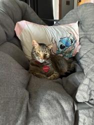 Lost Male Cat last seen Peters pike and little York rd, Dayton, OH 45414