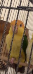 Lost Unknown Bird last seen Near Hutchinson walk , Zetland, NSW 2017