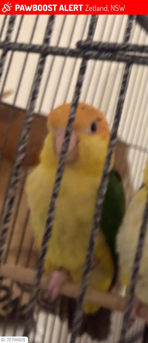 Lost Unknown Bird last seen Near Hutchinson walk , Zetland, NSW 2017
