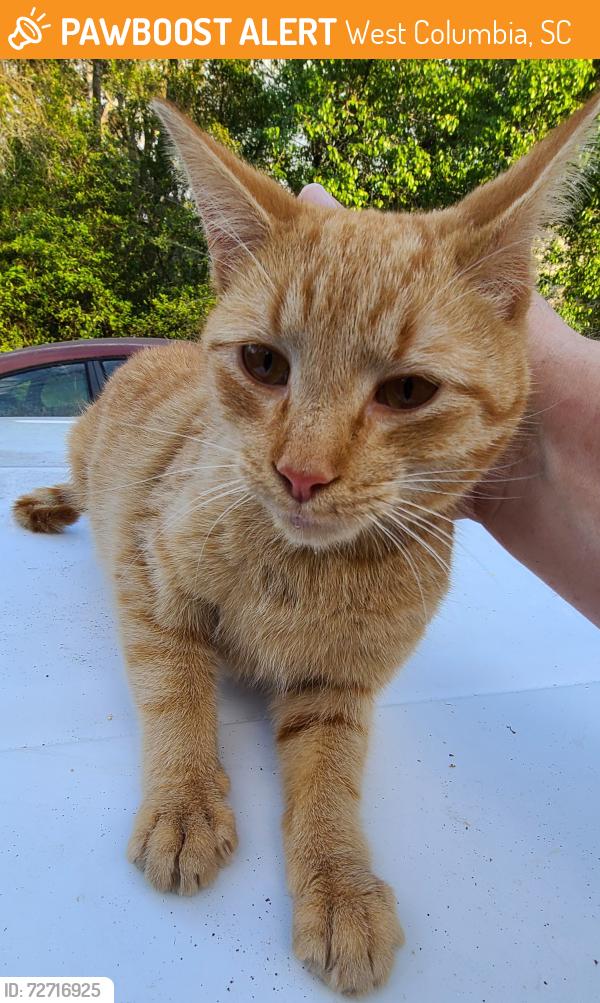 Found/Stray Male Cat last seen Orchard Drive, West Columbia, SC 29169