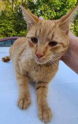 Found/Stray Male Cat last seen Orchard Drive, West Columbia, SC 29169