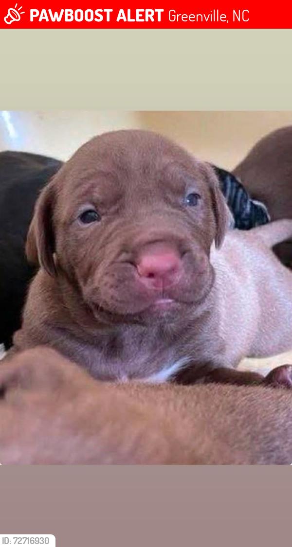 Lost Male Dog last seen Pitt county , Greenville, NC 27834