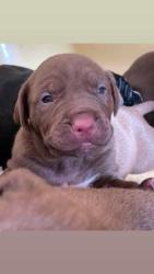 Lost Male Dog last seen Pitt county , Greenville, NC 27834