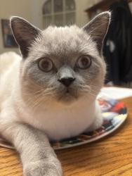 Lost Male Cat last seen Hill street, Wallingford, CT 06492