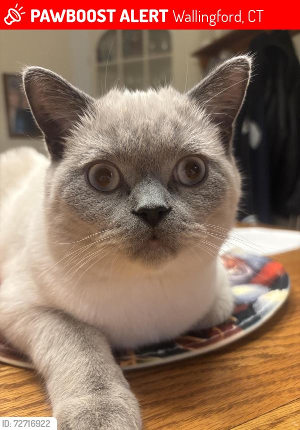 Lost Male Cat last seen Hill street, Wallingford, CT 06492