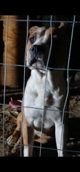 Lost Male Dog last seen Mt Moriah rd, Memphis, TN 38119