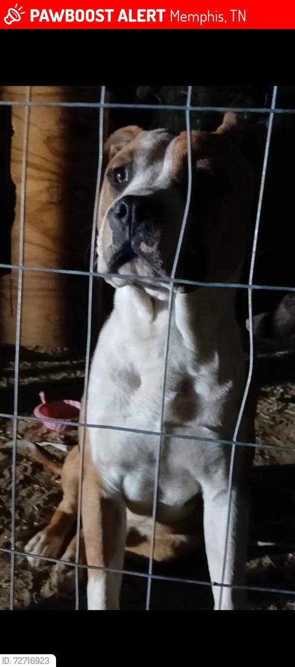 Lost Male Dog last seen Mt Moriah rd, Memphis, TN 38119
