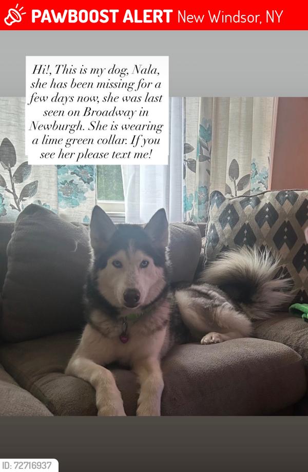 Lost Female Dog last seen Broadway , river road , New Windsor, NY 12553