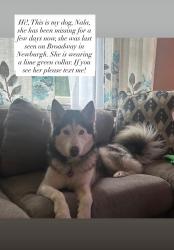 Lost Female Dog last seen Broadway , river road , New Windsor, NY 12553