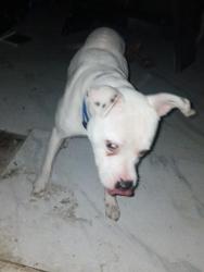 Found/Stray Male Dog last seen Near oakwood st, Jacksonville, FL 32208