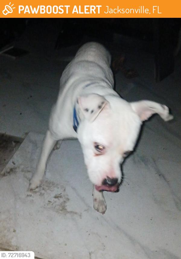 Found/Stray Male Dog last seen Near oakwood st, Jacksonville, FL 32208