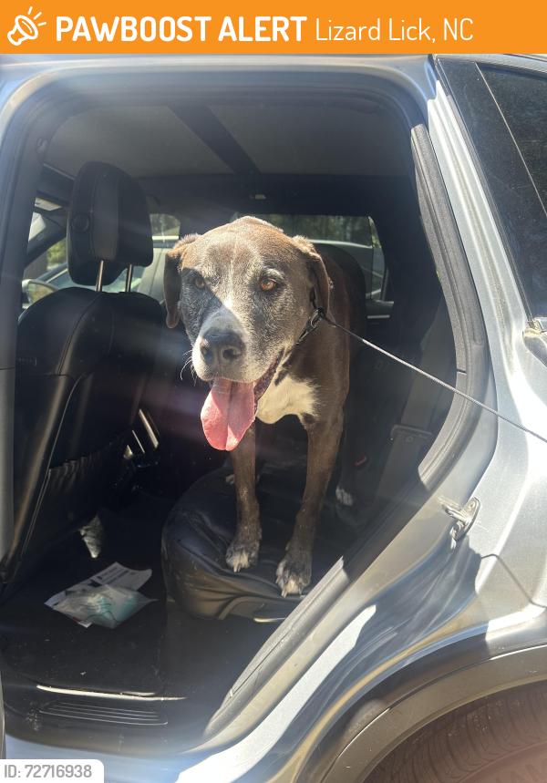 Found/Stray Male Dog last seen Lizard Lick Exit and Hwy 87, Lizard Lick, NC 27591