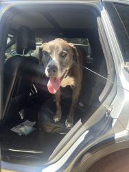 Found/Stray Male Dog last seen Lizard Lick Exit and Hwy 87, Lizard Lick, NC 27591