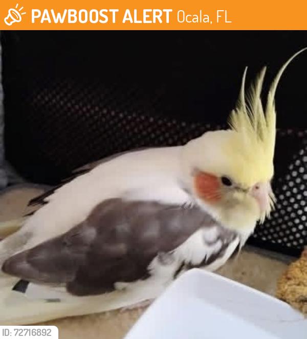 Found/Stray Unknown Bird last seen Clyatt Park 1501 SE 17th St, Ocala, FL 34471, Ocala, FL 34471