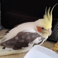 Found/Stray Unknown Bird last seen Clyatt Park 1501 SE 17th St, Ocala, FL 34471, Ocala, FL 34471