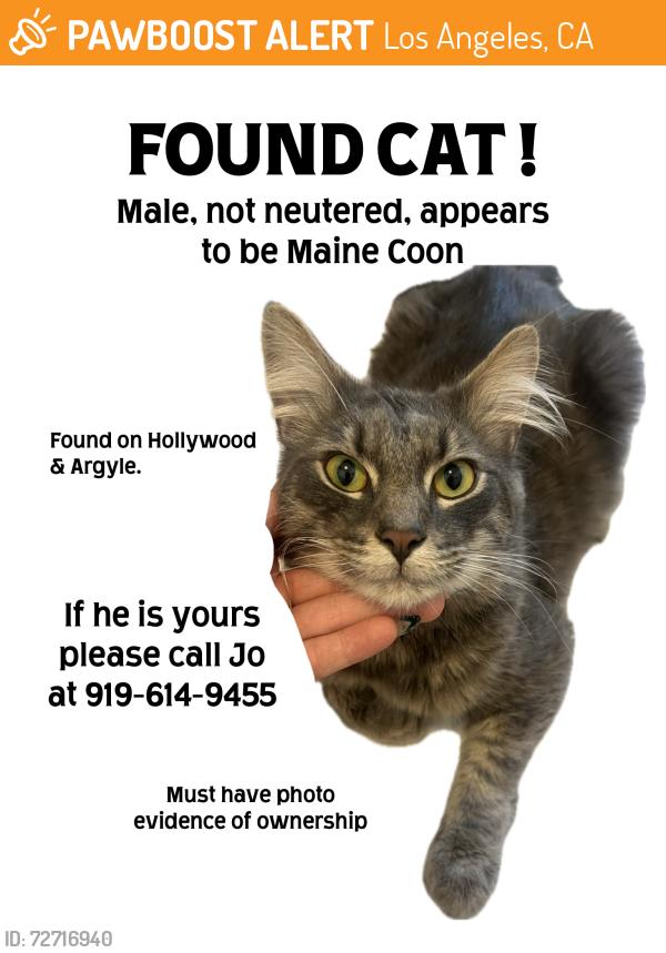 Found/Stray Male Cat last seen Argyle ave , Los Angeles, CA 90028